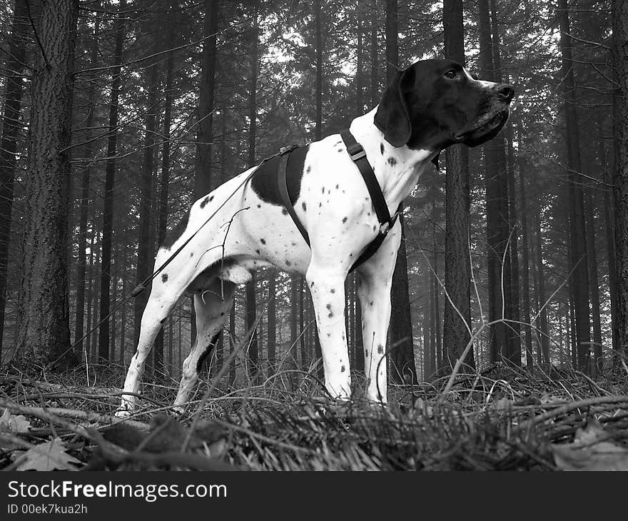 Dog in forest