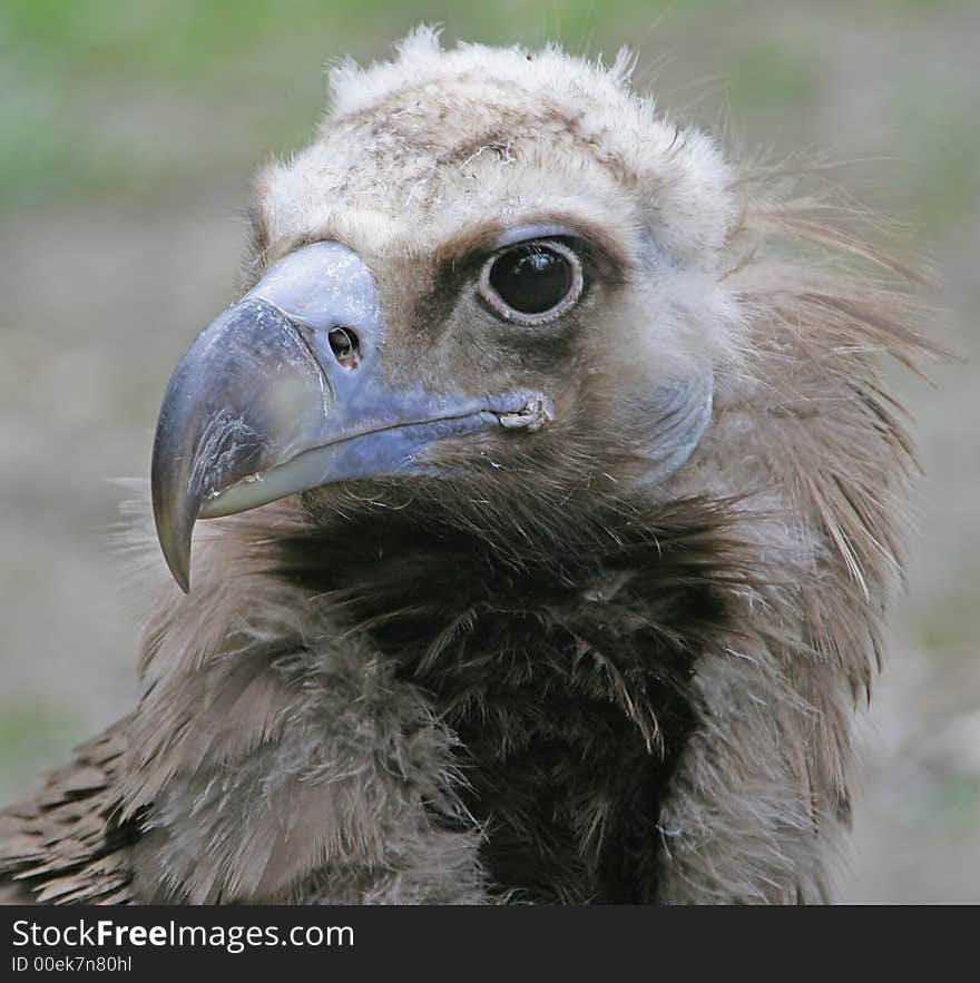 Eurasian Black Vulture 2