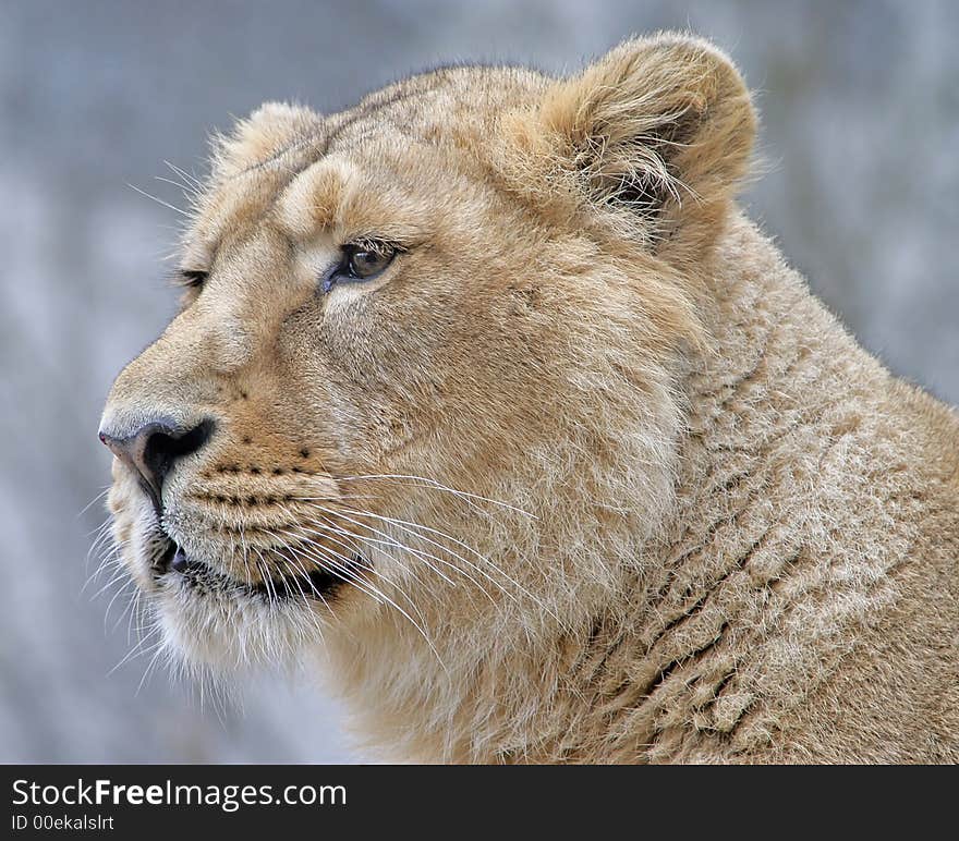 Close-up Portrait of Young Lioness. Close-up Portrait of Young Lioness