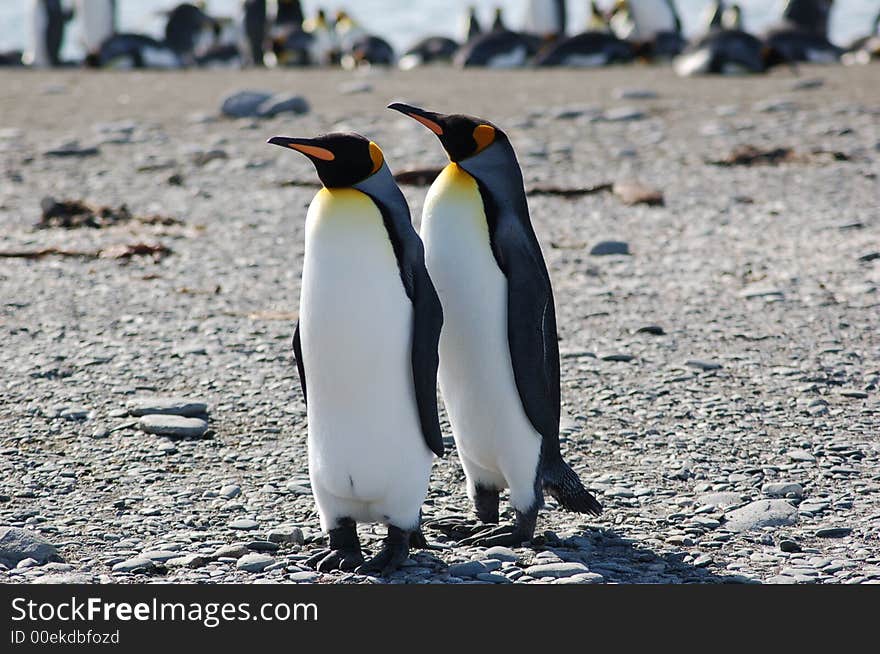 Two King Penguins