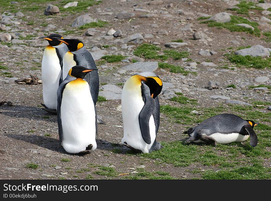 King Penguins In Relax Mode