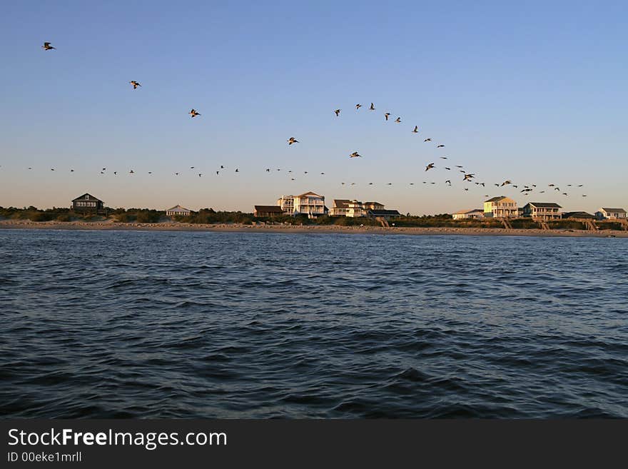 Birds fly in a line on the shore above the ocean. Birds fly in a line on the shore above the ocean