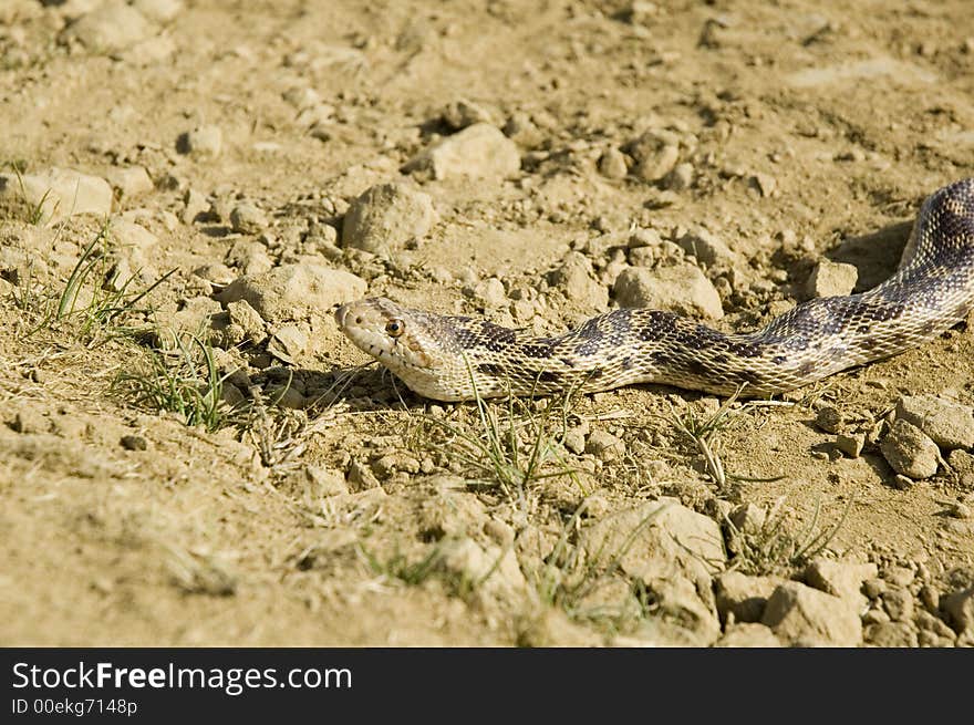 Pacific Gopher snake