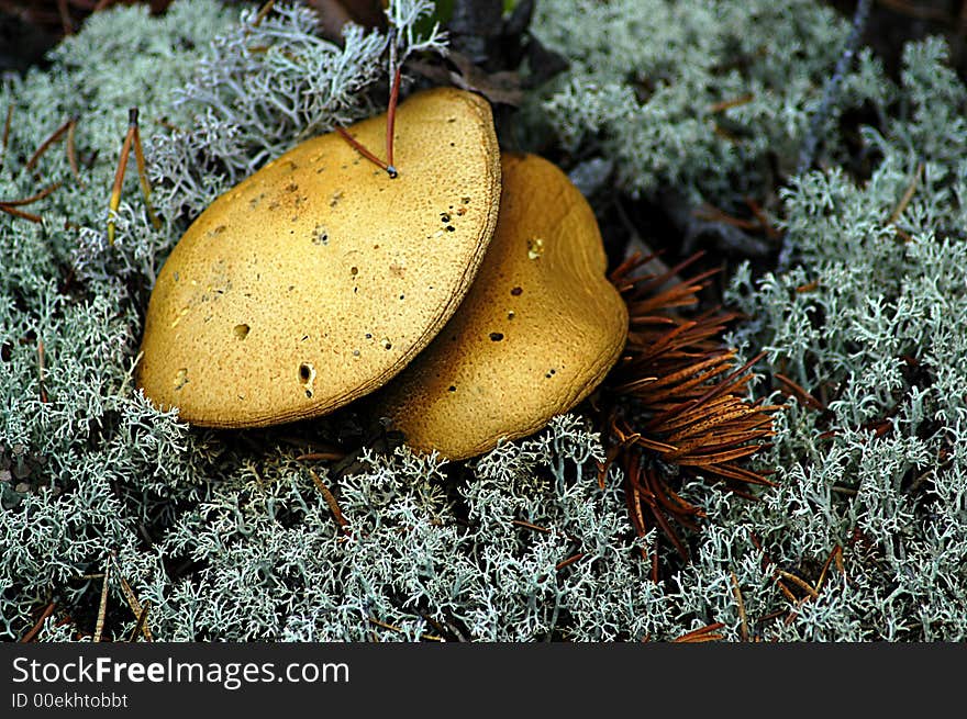 A mushroom growing on the tundra line in northern Quebec