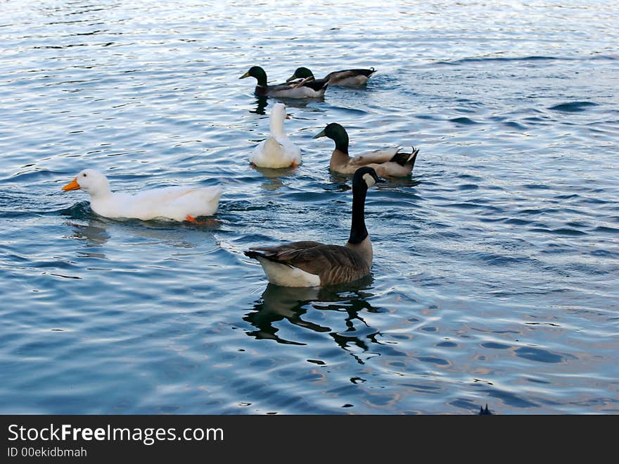 Several ducks in the blue water lake