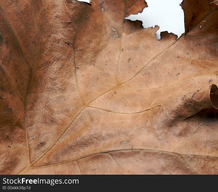 A macro close up of a brown leaf