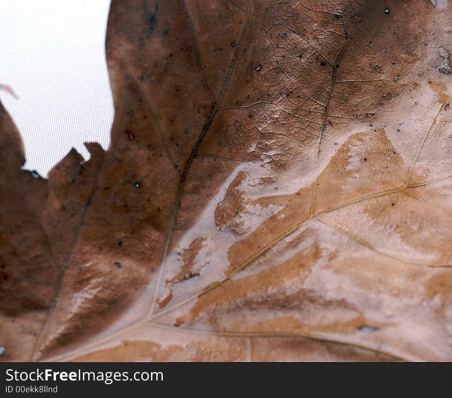 A macro close up of a brown leaf