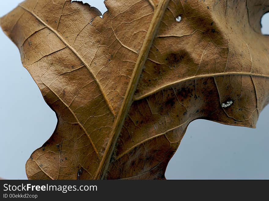 A macro close up of a brown leaf