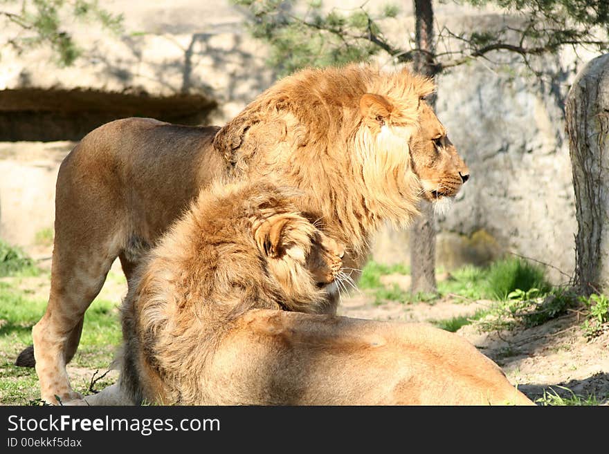 Lion and lioness in love