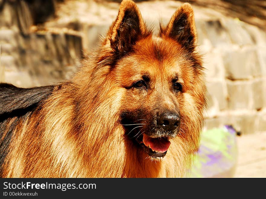 Large dog - german shephard crossed with a collie. Large dog - german shephard crossed with a collie