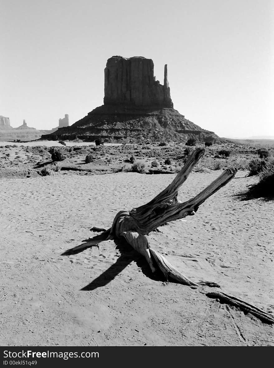 Mittens in the desert