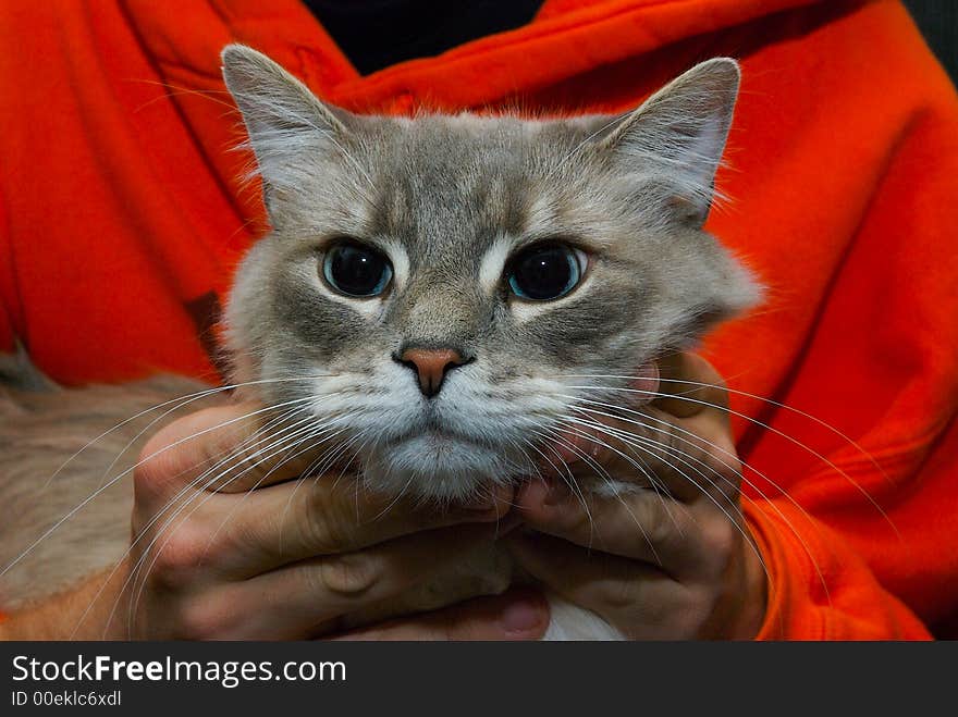 A close up of a cat hold by a person