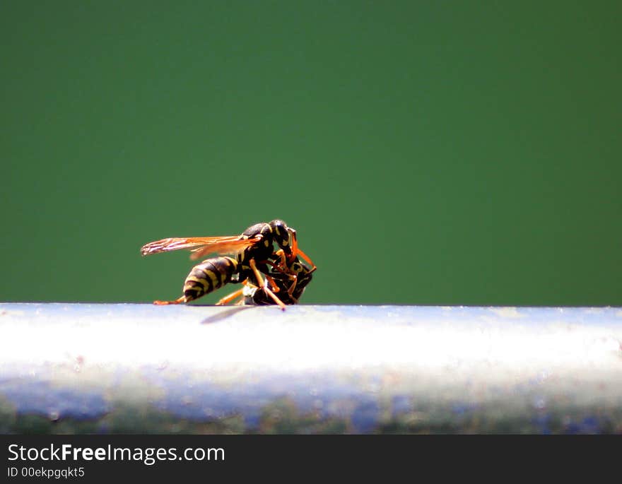 Macro shot of a two wasps fighting on the metal balustrade