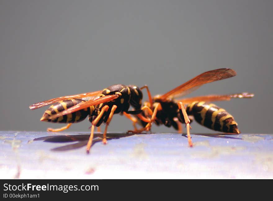 Macro shot of a two wasps fighting on the metal balustrade