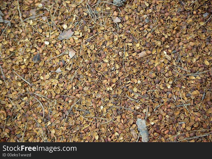 Empty shells of pine nuts and pine needles background texture. Empty shells of pine nuts and pine needles background texture