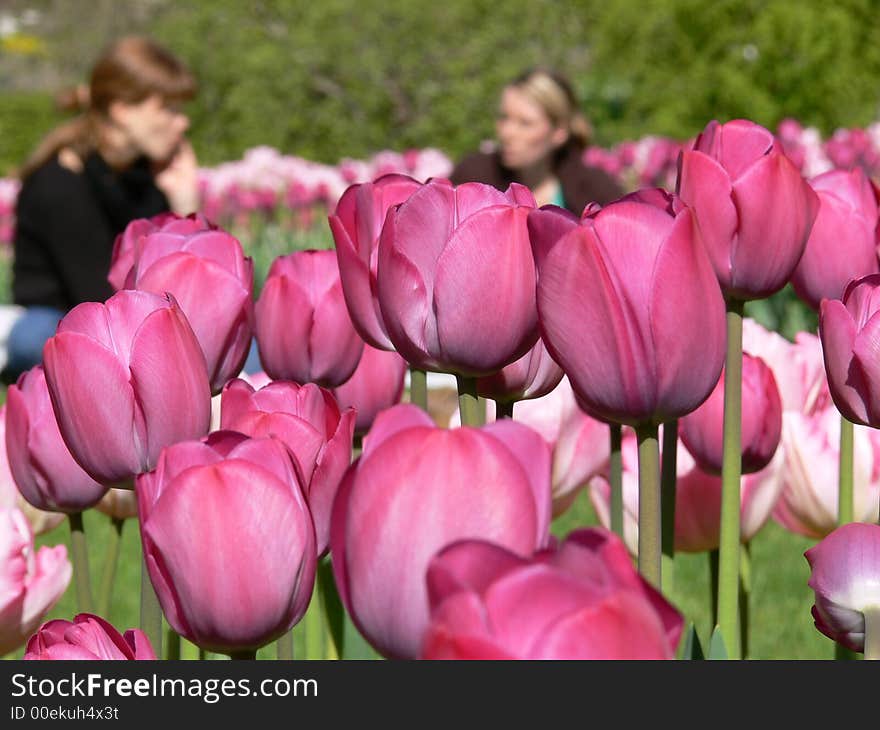 Two girls sharing a picnic among tulips