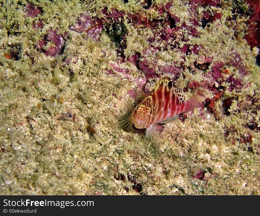 Single hawkfish playing around its coral reef home. One has to approach it slowly to get a close-up photo.