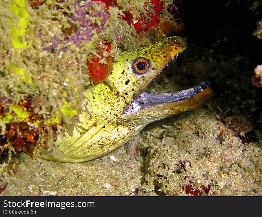 Yellow-Margin Moray