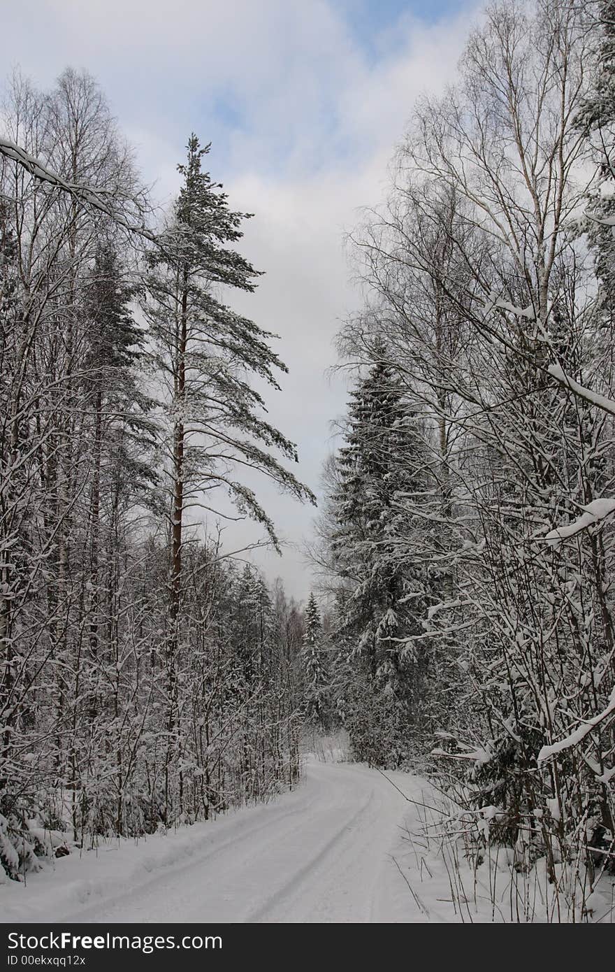 Trees under snow at winter time landscapes. Trees under snow at winter time landscapes