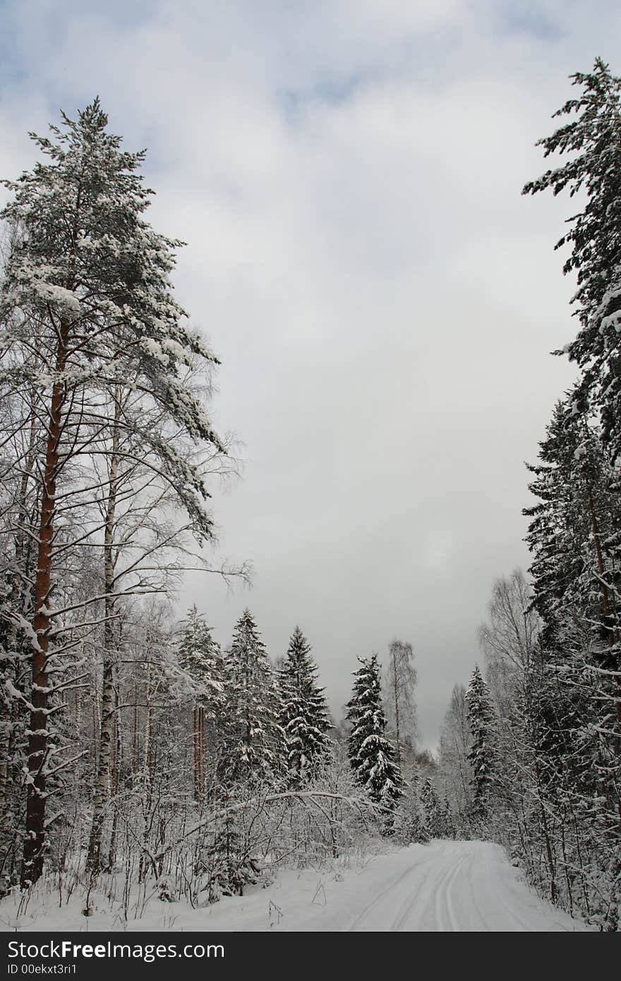 Trees under snow at winter time landscapes. Trees under snow at winter time landscapes