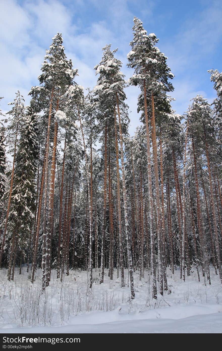 Trees under snow at winter time landscapes. Trees under snow at winter time landscapes