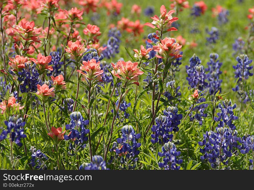 Bluebonnets And Paintbrushes