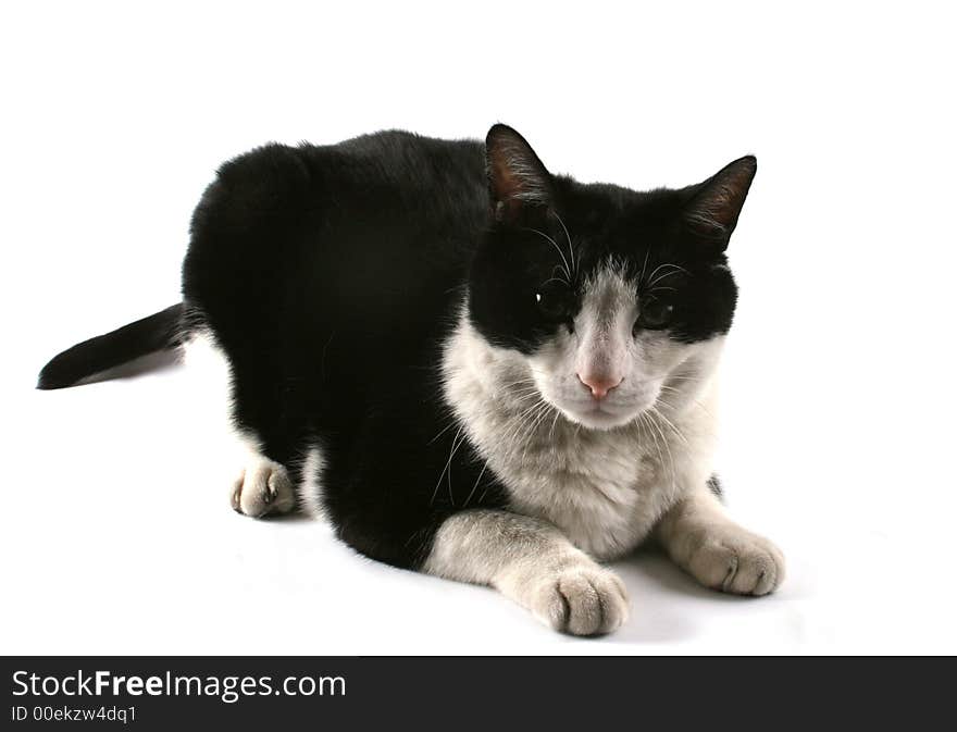 Black and white cat isolated on white. Black and white cat isolated on white