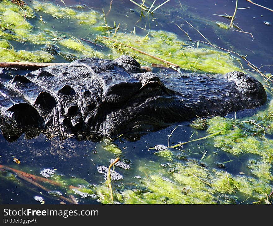 This is a american alligator closeup of the head.