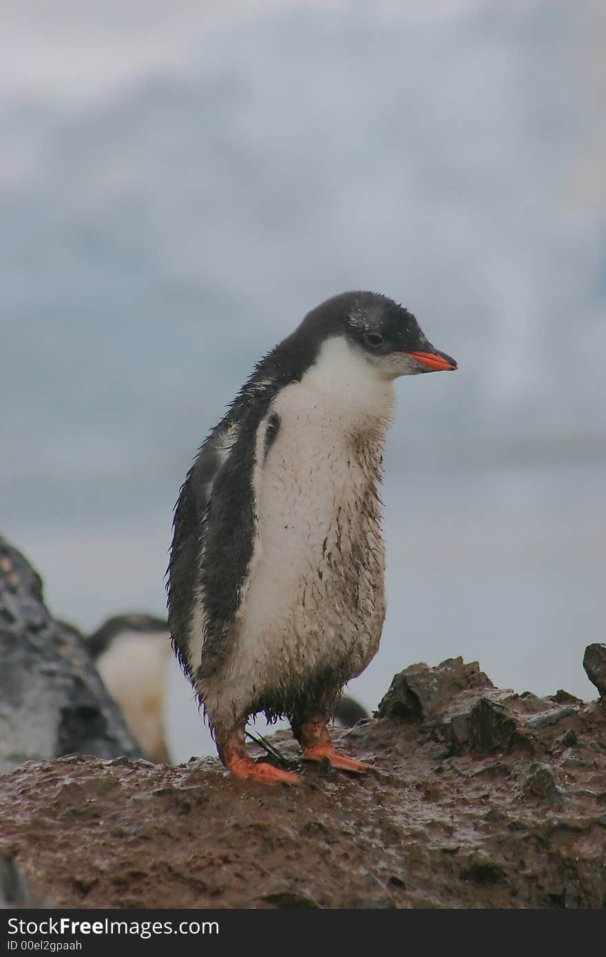 Wet and dirty papua penguin chick. Wet and dirty papua penguin chick