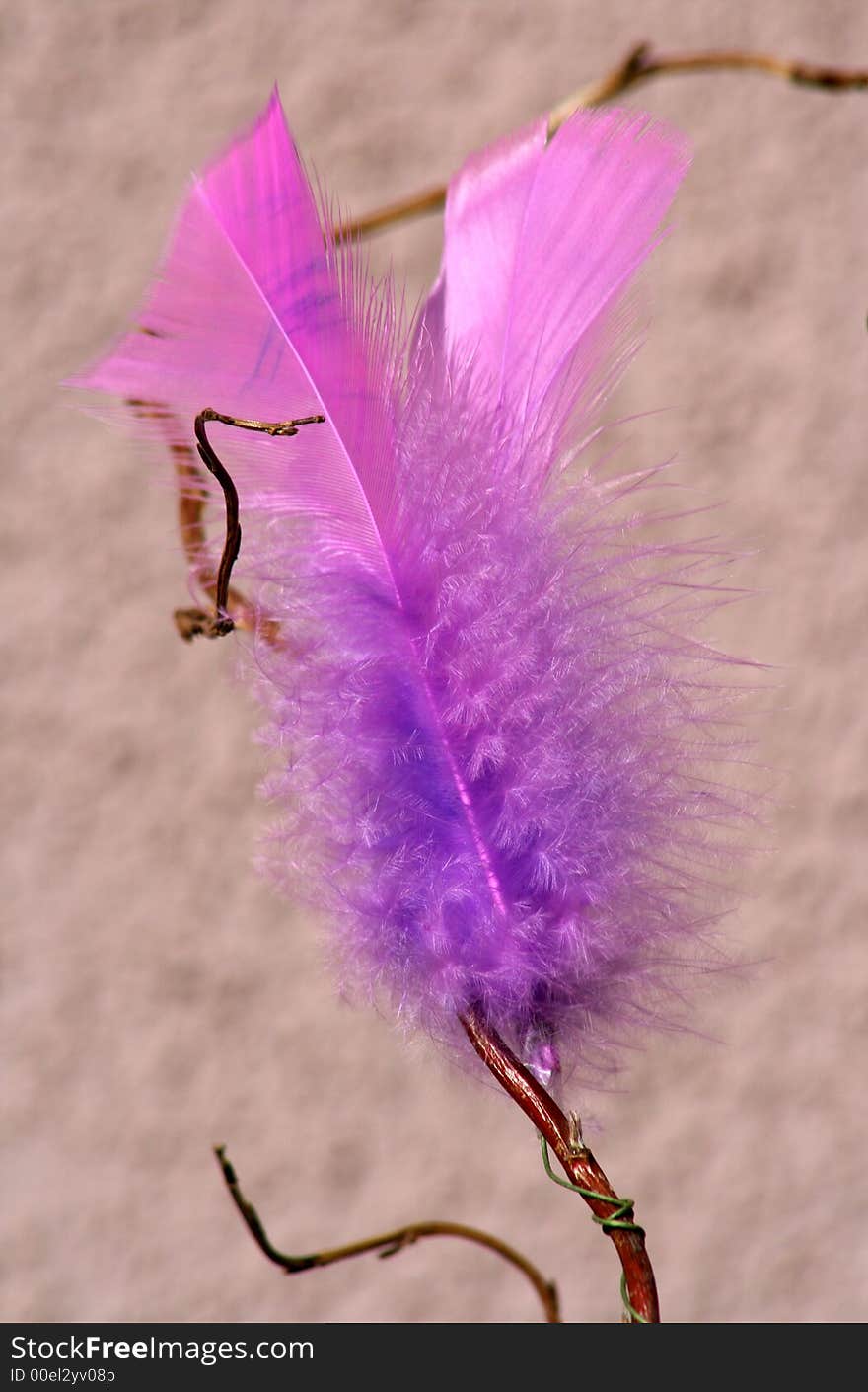 Pink feather on a twig.