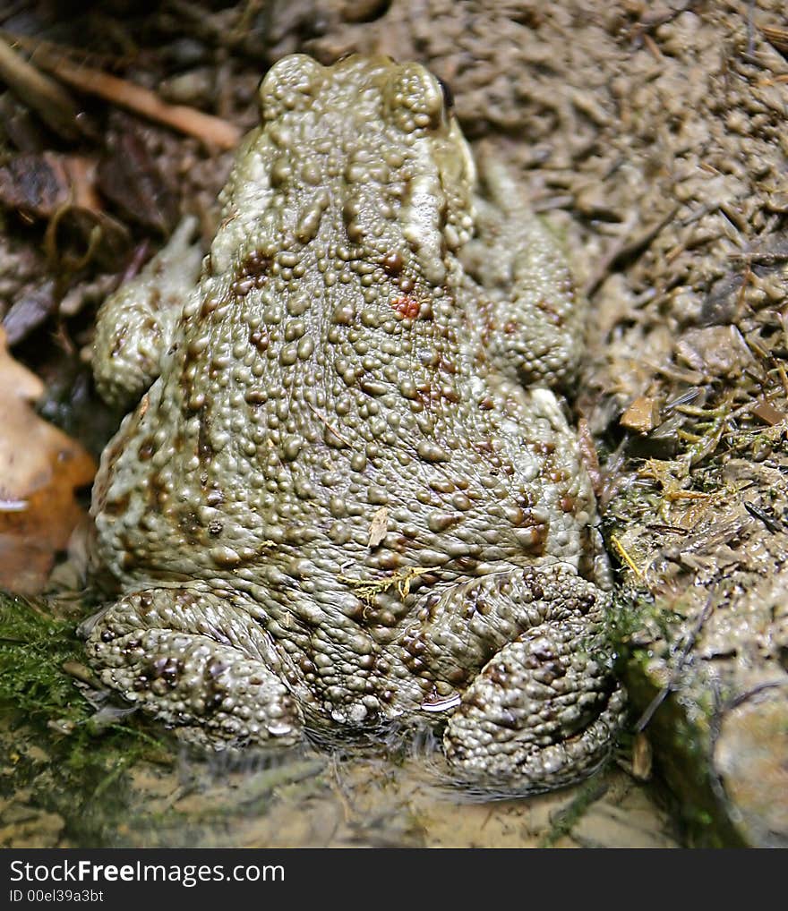 Toad 1