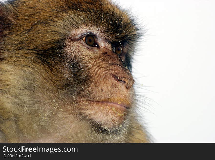 Detail of an ape in Gibraltar. Detail of an ape in Gibraltar