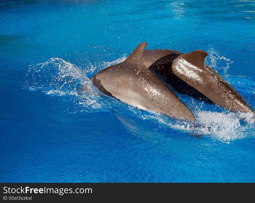 Two dolphins