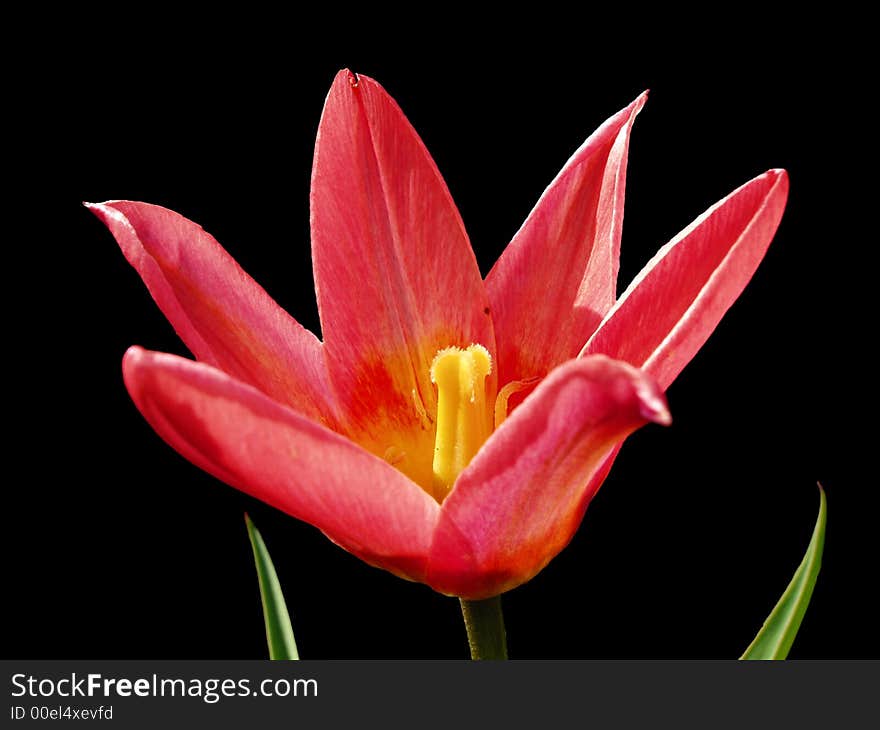 Closeup of red and yellow tulip isolated on black background