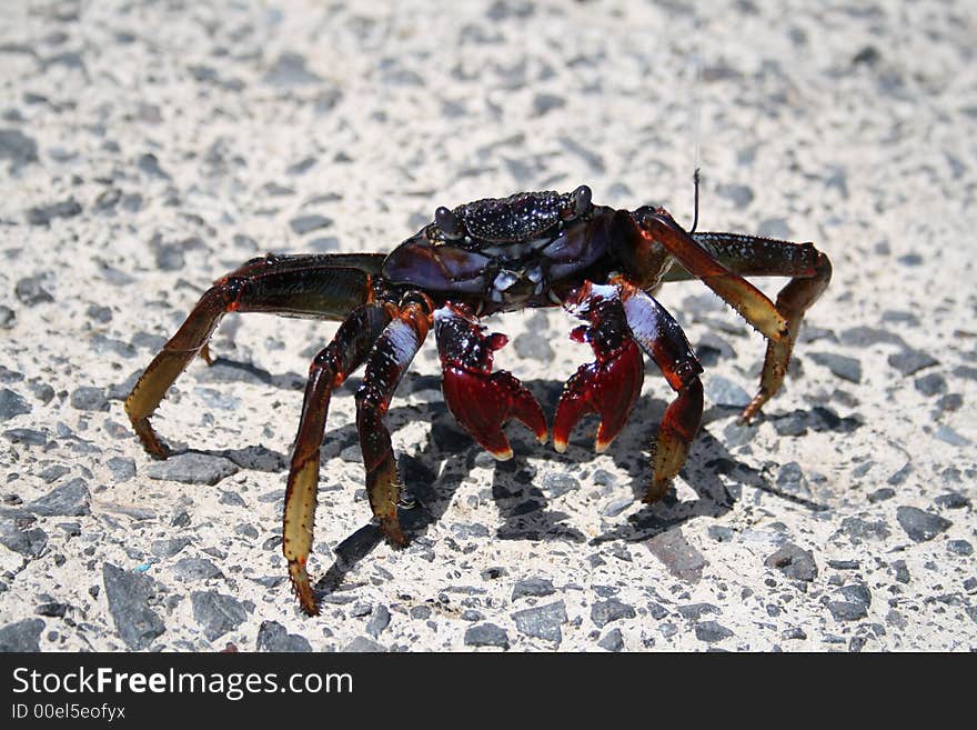 Crab