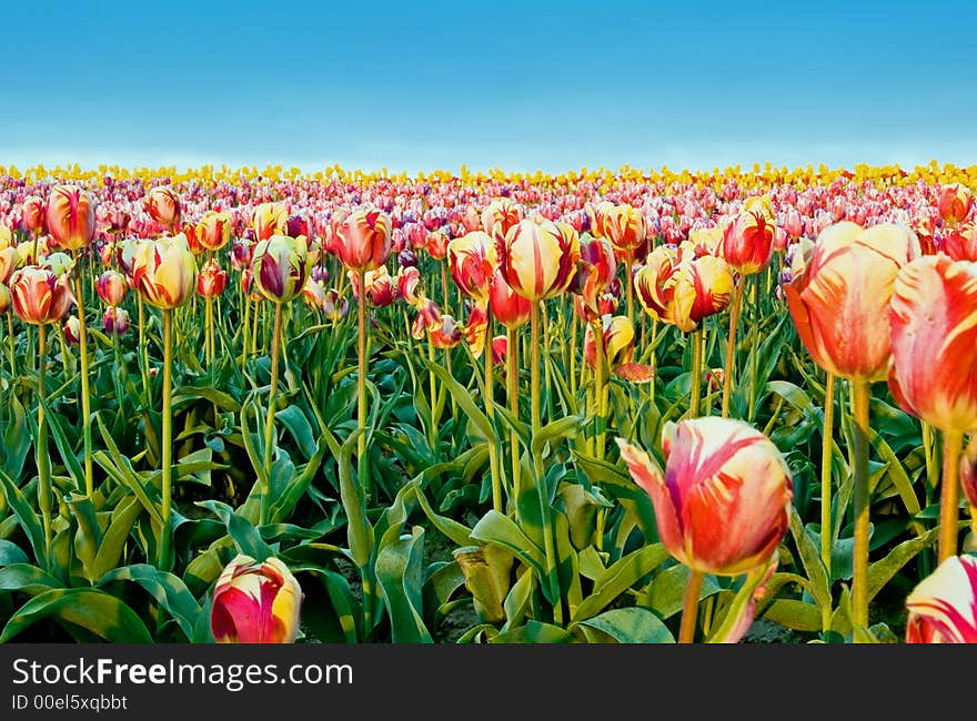 Tulips at sunrise in Skagit Valley, WA. Tulips at sunrise in Skagit Valley, WA