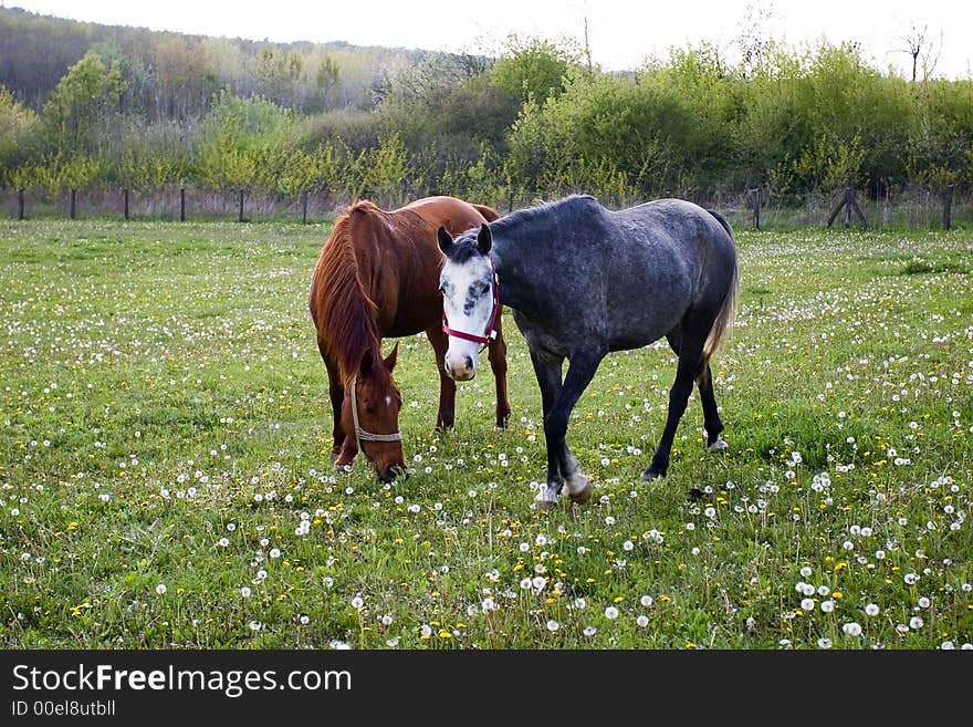 Two horses