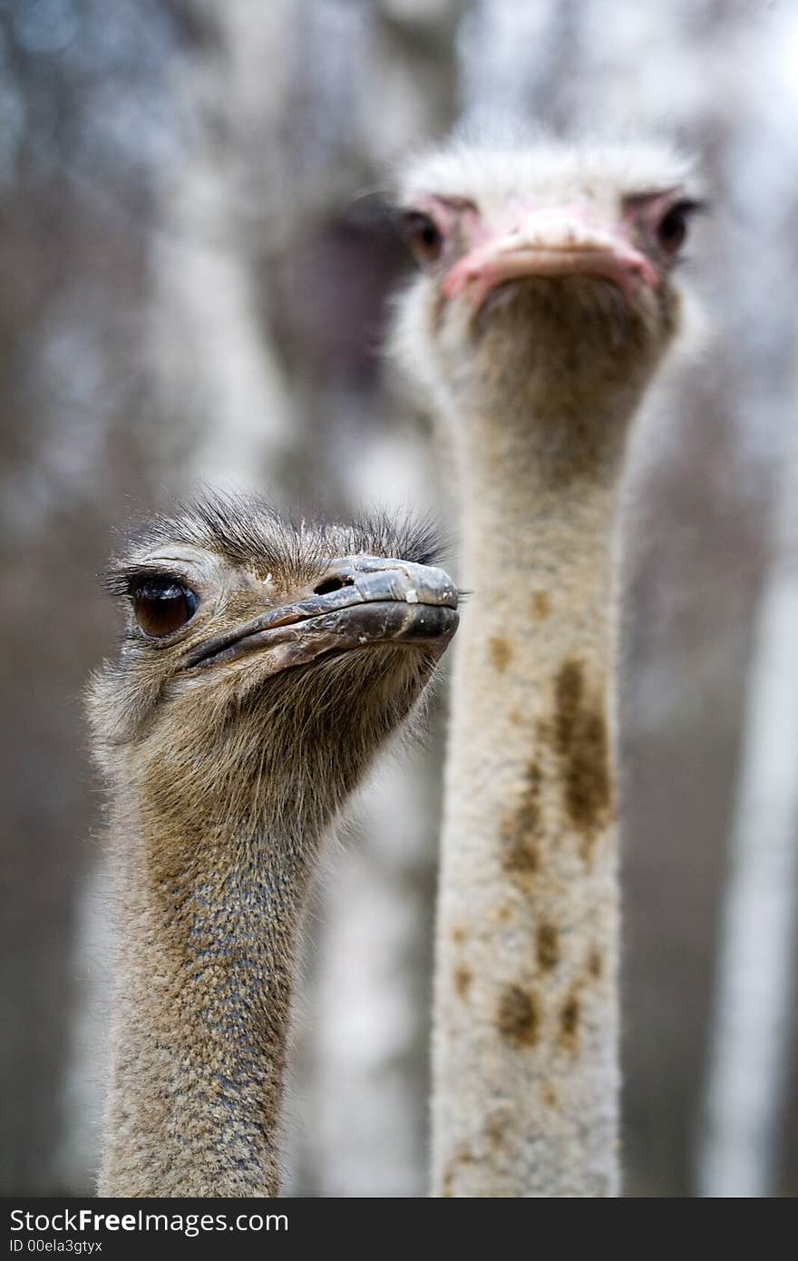 Two ostriches close up in park