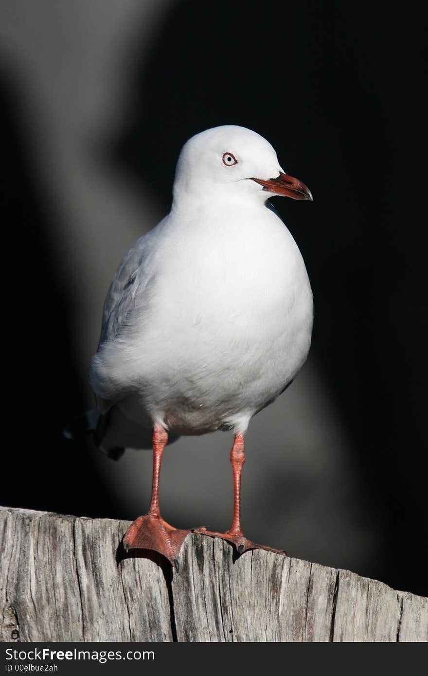 Seagull