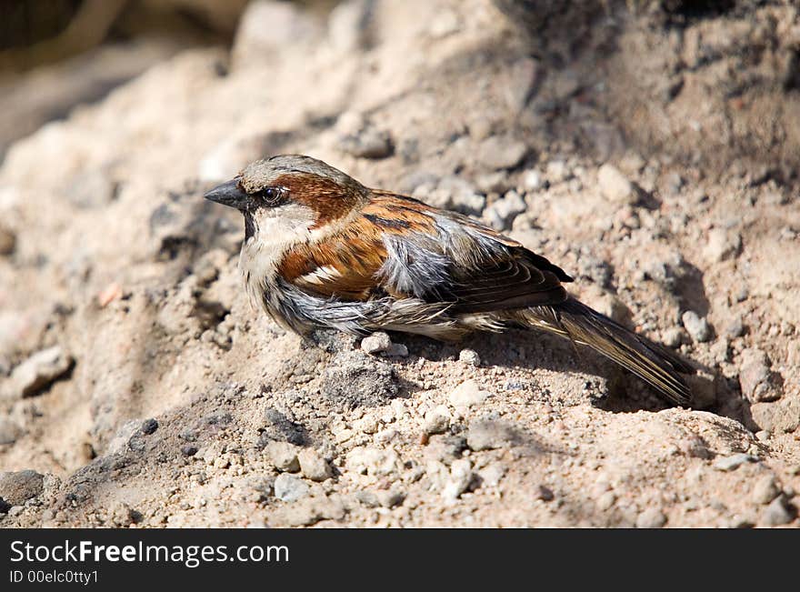 Sparrow after washing in a bright sunny day