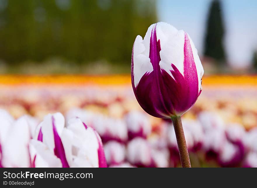 Close up of a cabernet and white tulip. Close up of a cabernet and white tulip