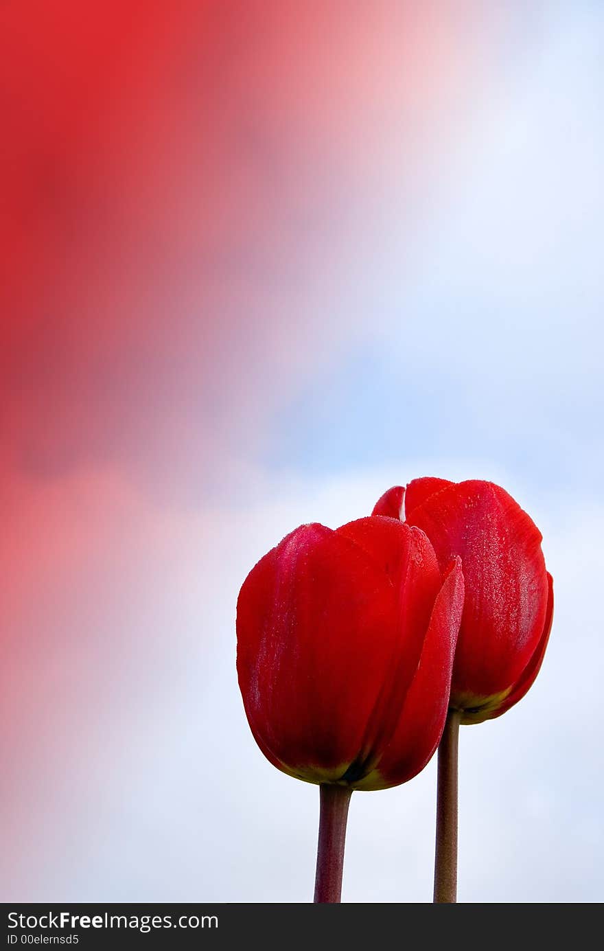 Red tulips with red clouds. Red tulips with red clouds