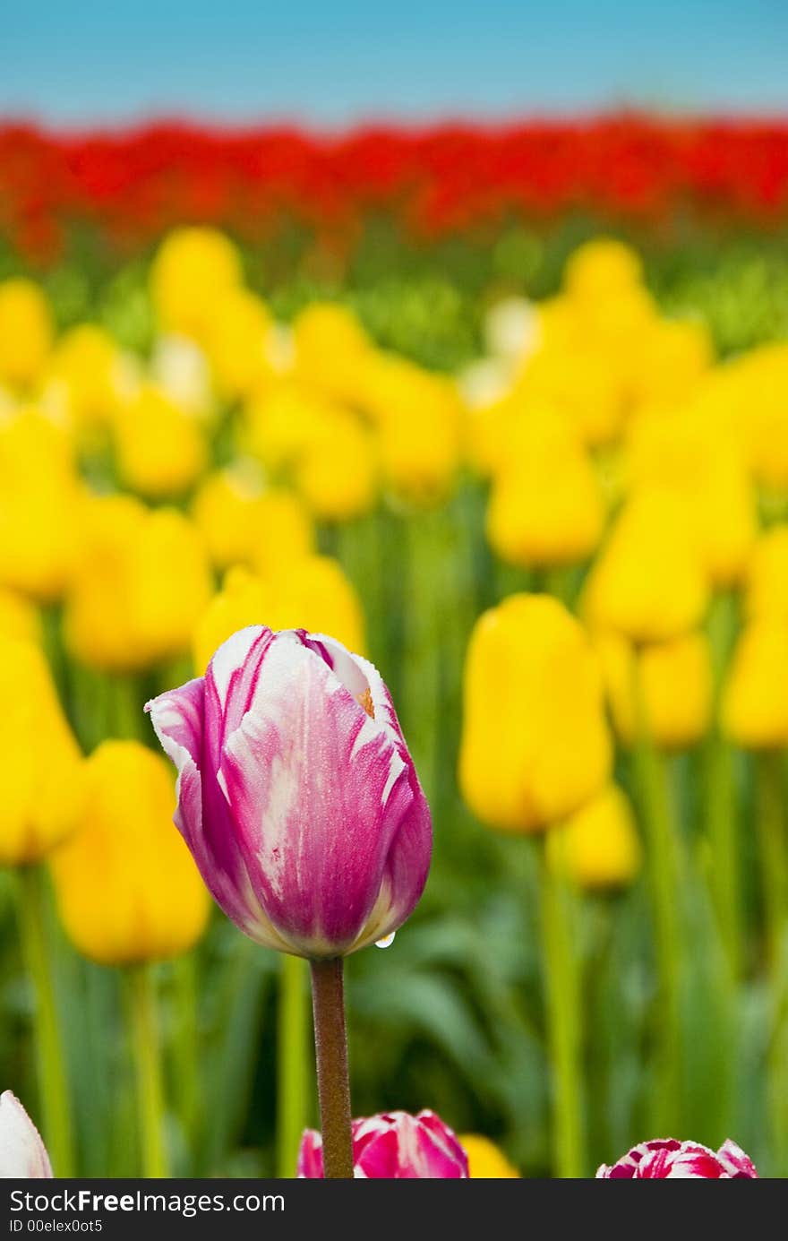 Pink and white tulip with yellow and red