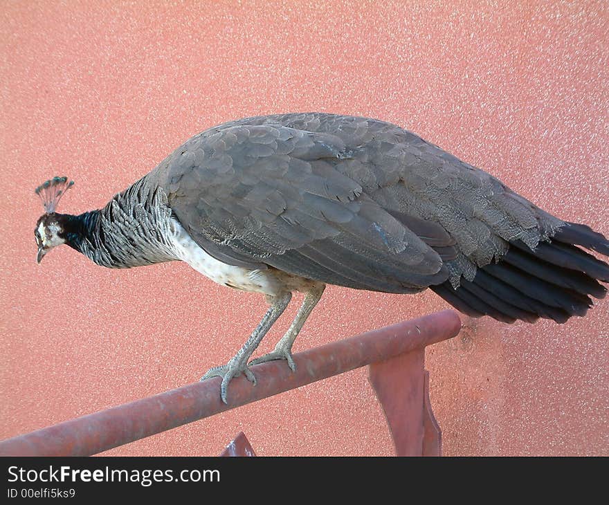 Peahen a female peacock on a rail