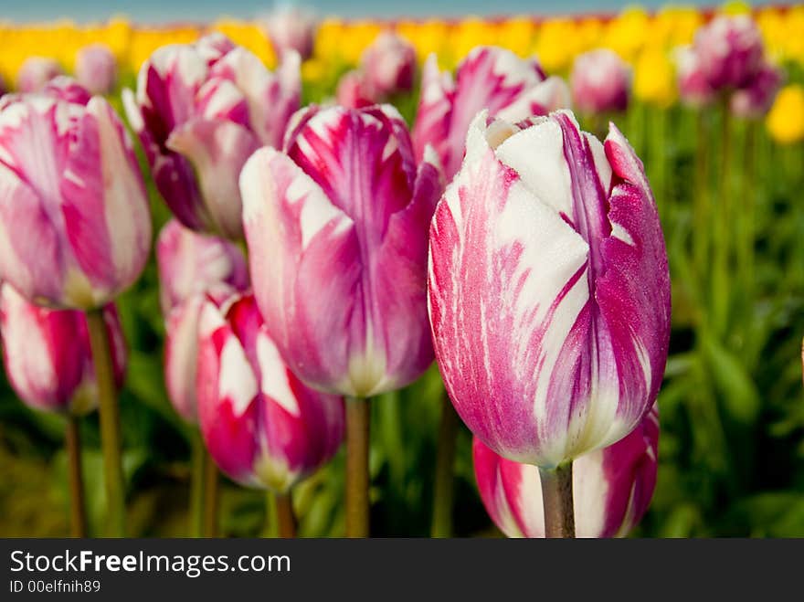 Pink and white tulips in Skagit Valley, WA. Pink and white tulips in Skagit Valley, WA