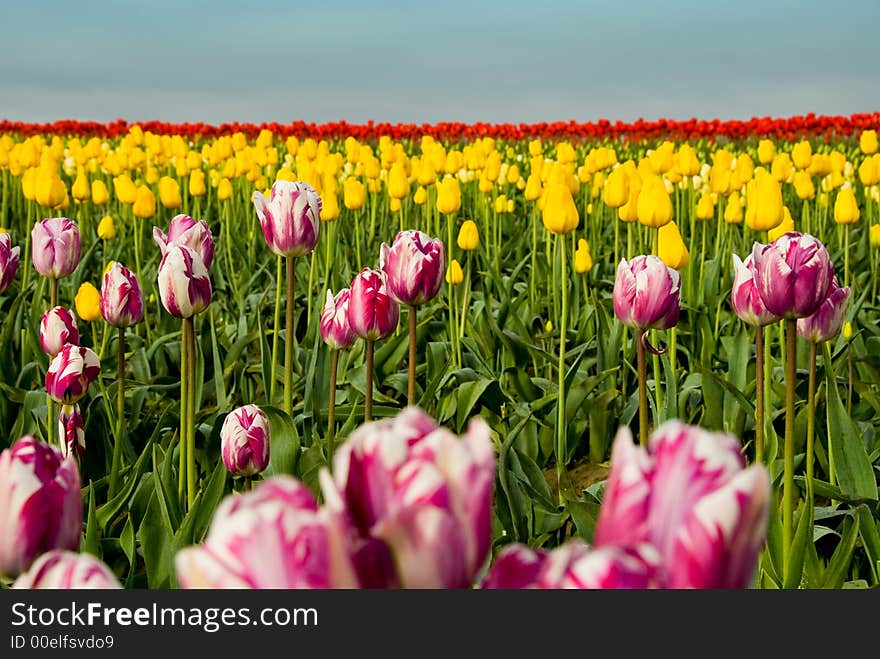 Endless Tulip Field