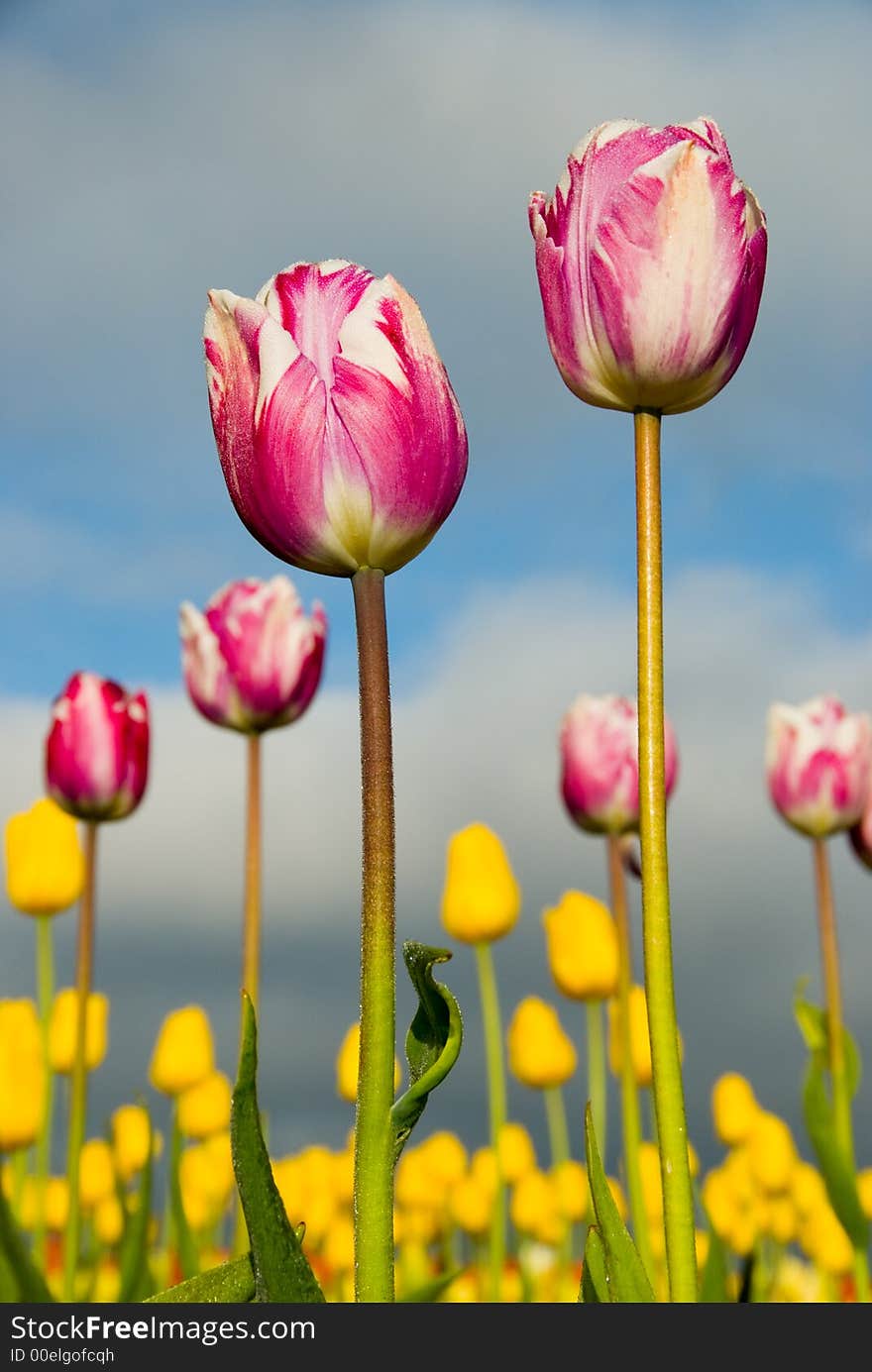 A pair of pink and white tulips. A pair of pink and white tulips