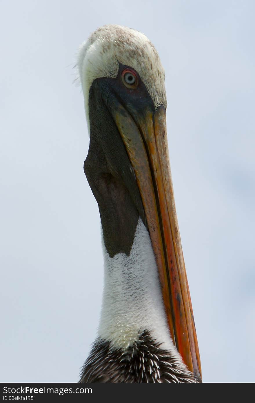 Funny pelican