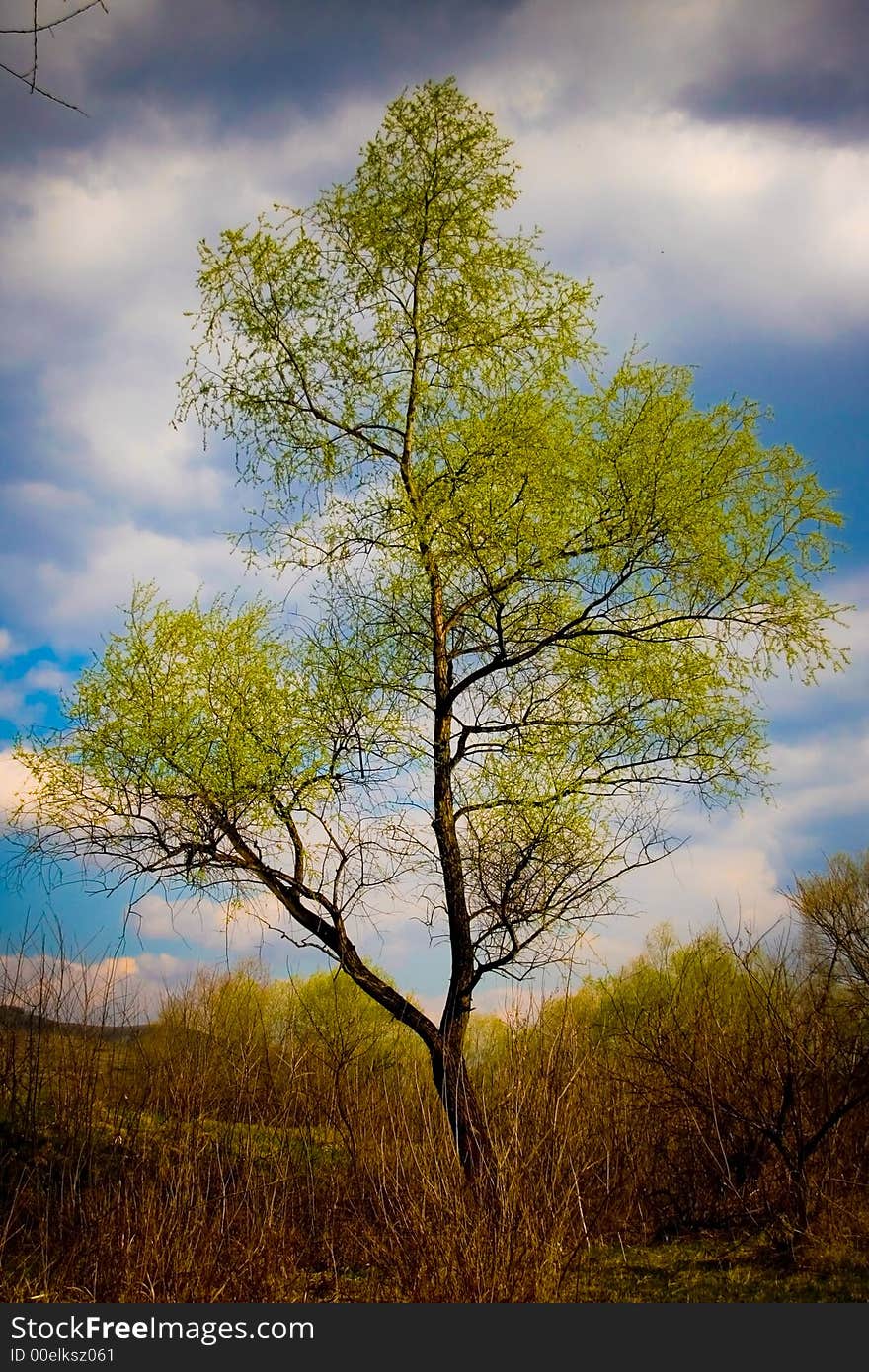 Beautiful tree. Blue sky. Wood. Beautiful tree. Blue sky. Wood.