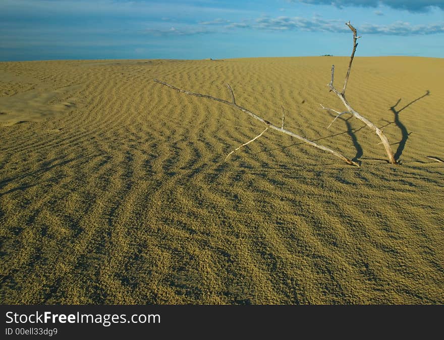 Dead branches in dune